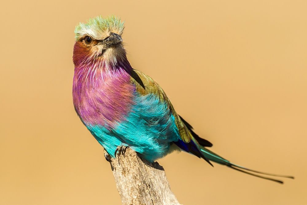Africa-Tanzania-Serengeti National Park Lilac-breasted roller bird close-up  art print by Jaynes Gallery for $57.95 CAD